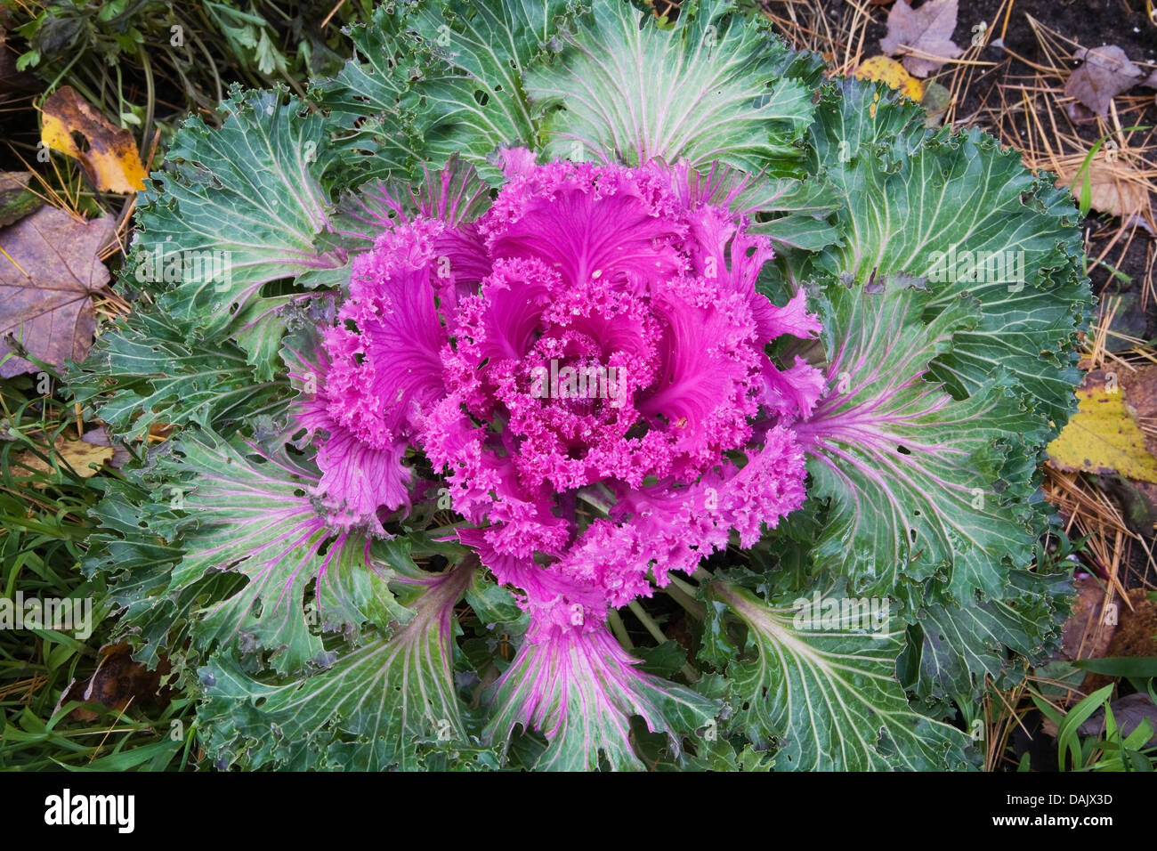 ZierKohl (Brassica Oleracea, Syn Brassica Oleracea var. Acephala