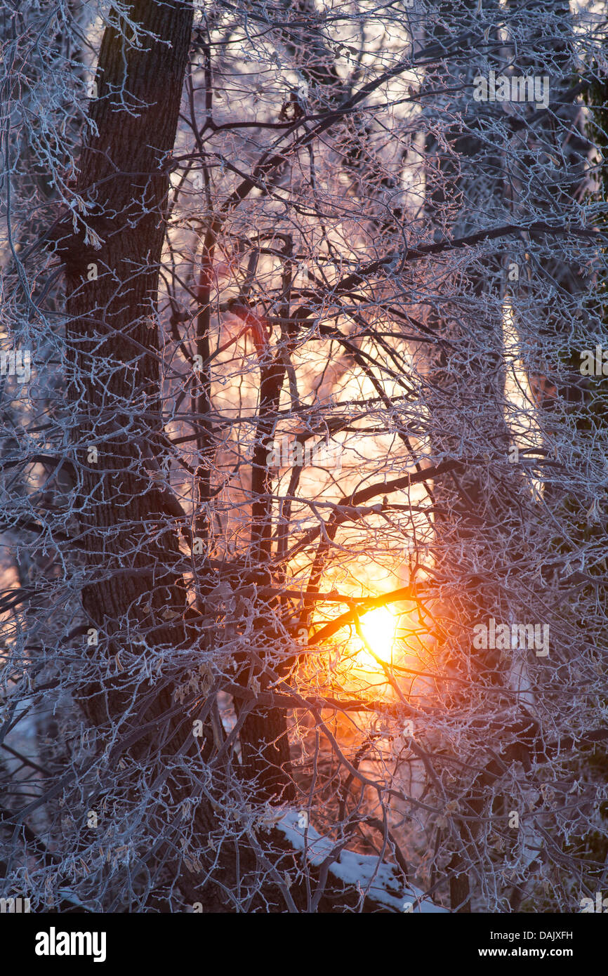 Morgensonne scheint durch Zweige mit Rauhreif bedeckt Stockfoto