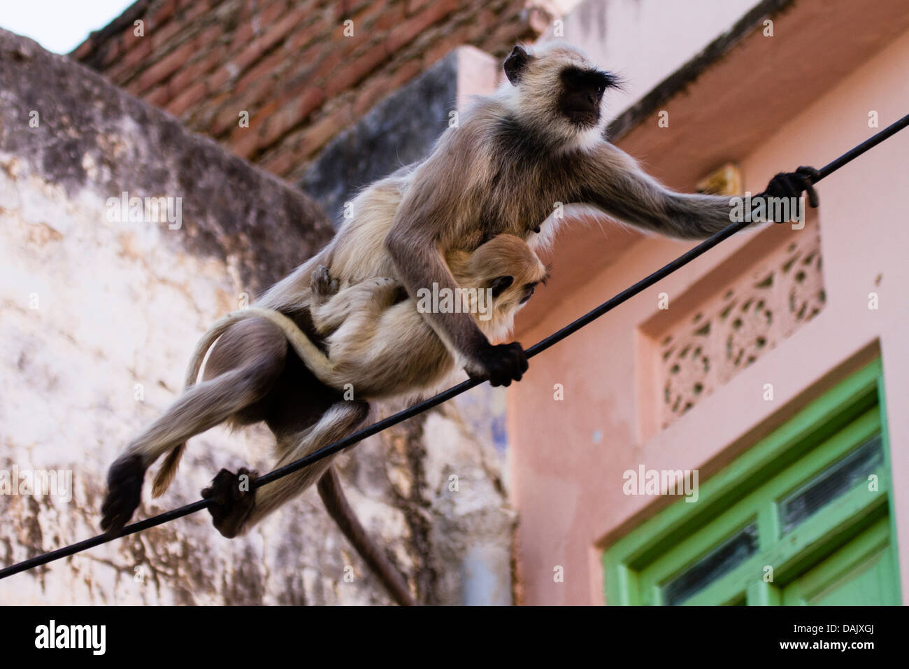 Gemeinsamen Languren oder Hanuman-Affen (Semnopithecus Entellus) in Pushkar, Rajasthan, Indien Stockfoto