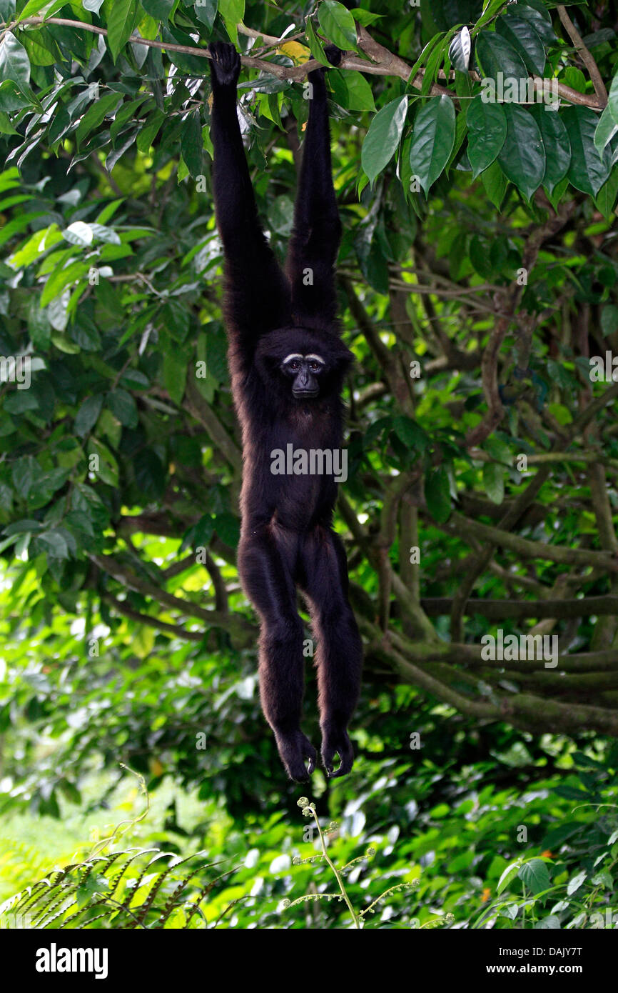 Agile Gibbon oder schwarz-handed Gibbon (Hylobates Agilis) hängen von einem Baum, aus Asien, in Gefangenschaft Stockfoto
