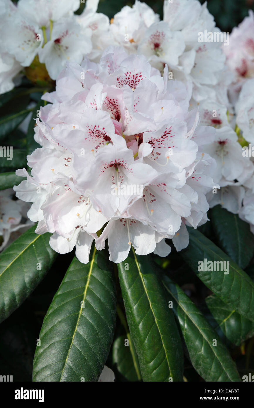 "Orlando" Rhododendron Rex Vielfalt (Rhododendron Rex Hybrid "Orlando"), Sorte, Blüte Stockfoto