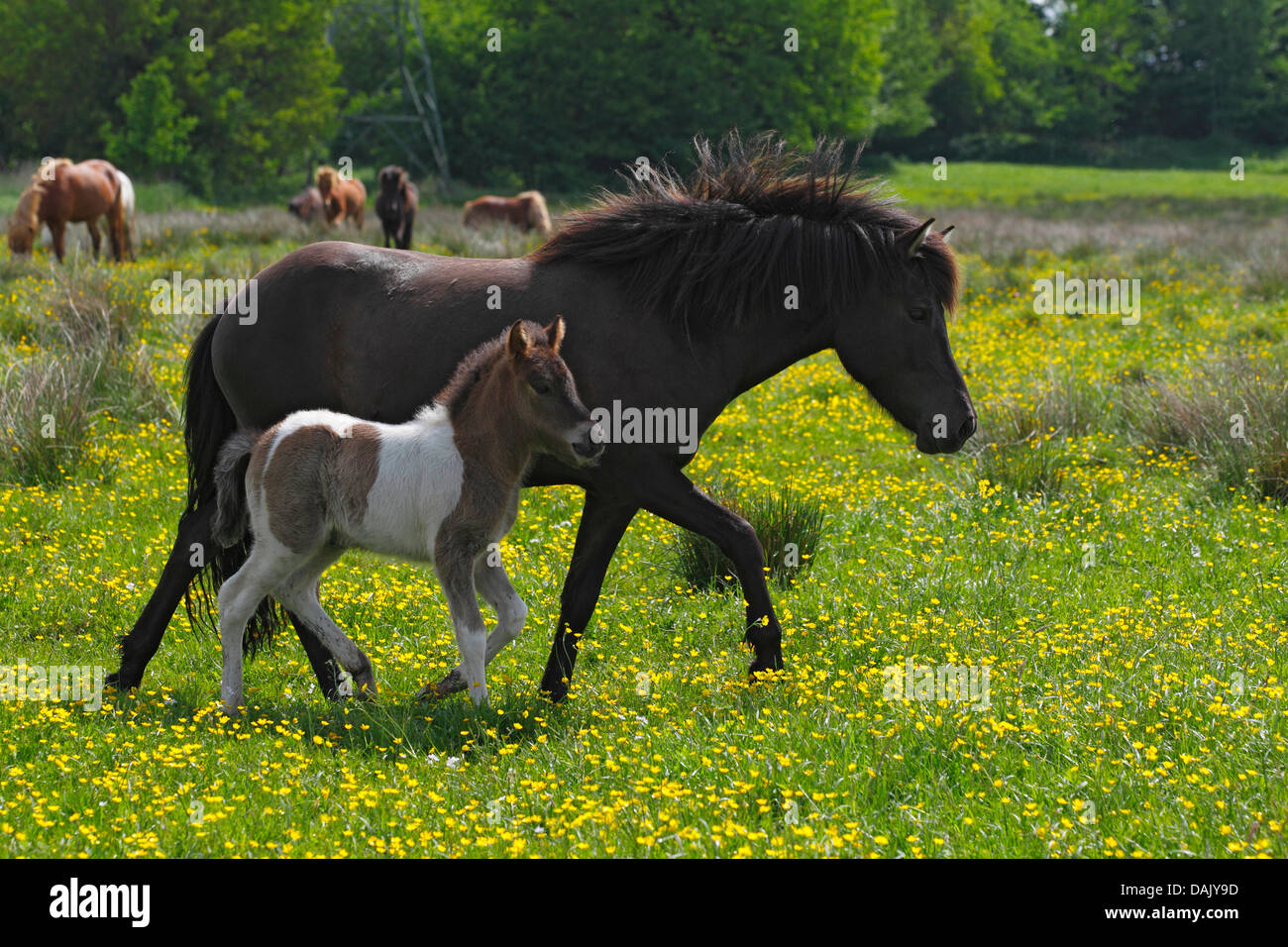 Islandpferde, Stute und Fohlen, zu Fuß auf einer Weide Stockfoto
