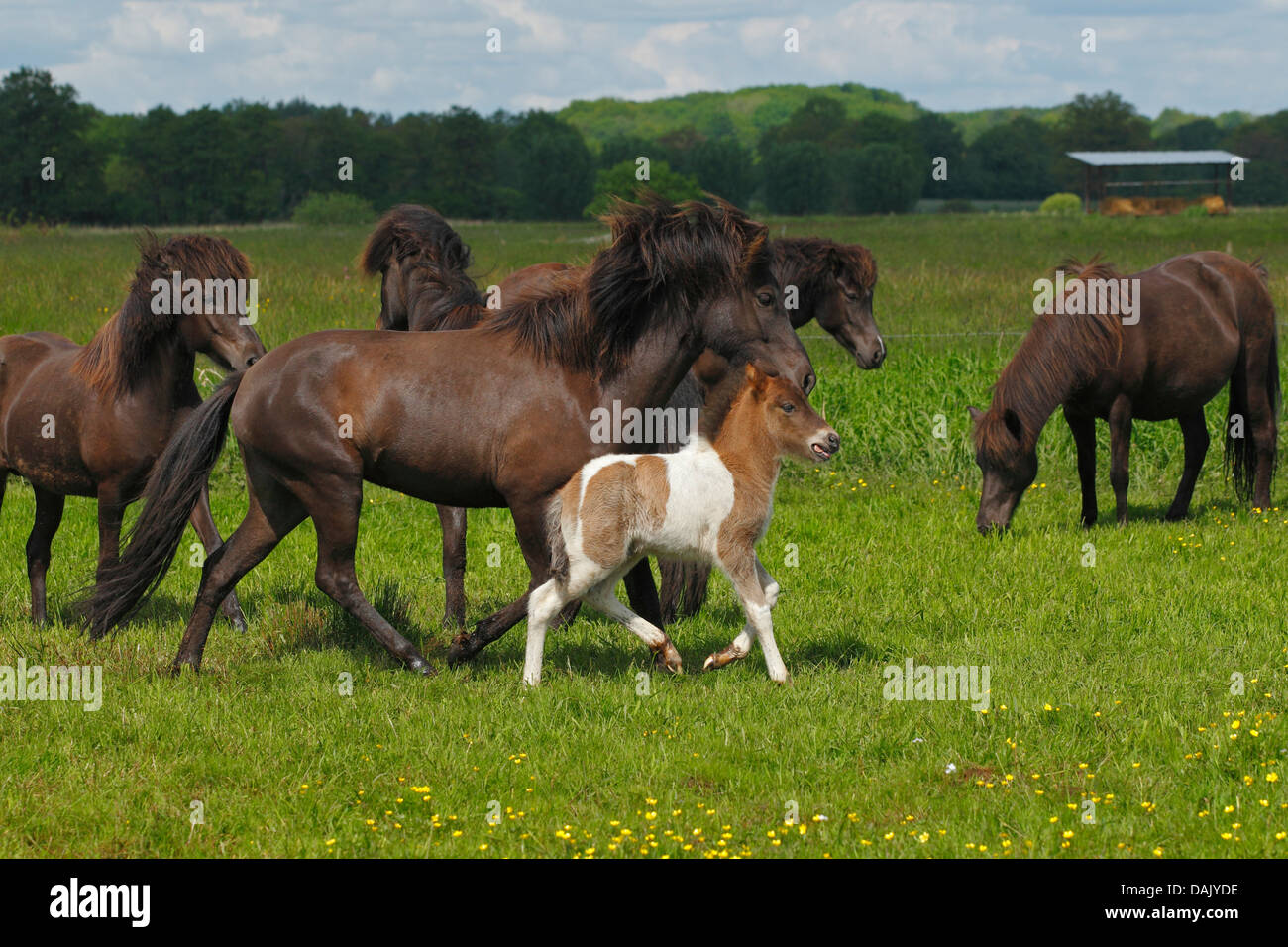 Fohlen und Stute in einer Herde von Islandpferden Stockfoto