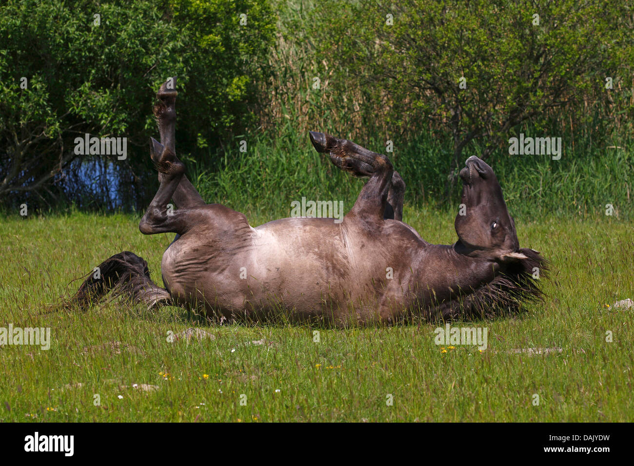 Konik-Pferd oder polnischen Primitive Pferd, Tarpan Zucht zurück (Equus Przewalskii f Caballus) auf dem Rücken liegend Stockfoto