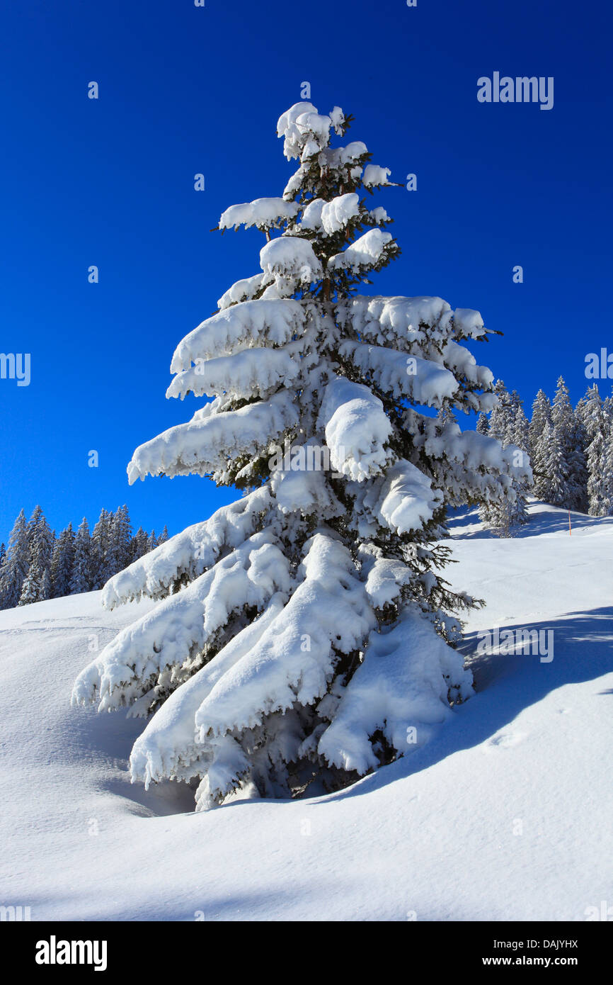 Gemeine Fichte (Picea Abies), schneebedeckten Fichten in den Alpen Suisse, Schweiz Stockfoto