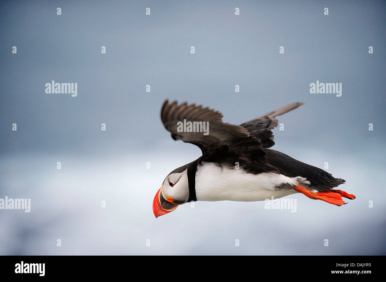 Fliegende Papageitaucher (Fratercula Arctica) Stockfoto