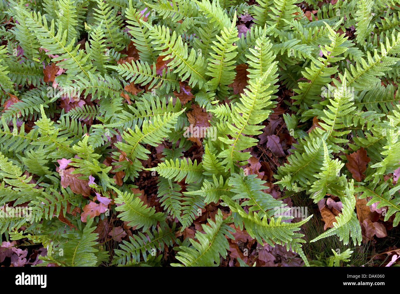 gemeinsamen Maisöl (Polypodium Vulgare), Belgien Stockfoto