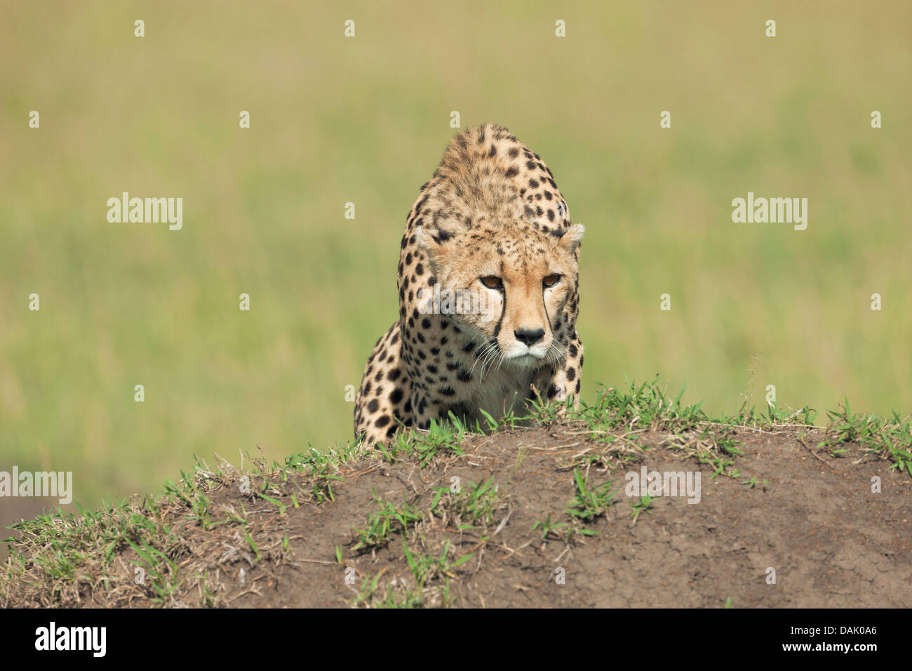 Gepard (Acinonyx Jubatus) potentielle Beute zu beobachten Stockfoto