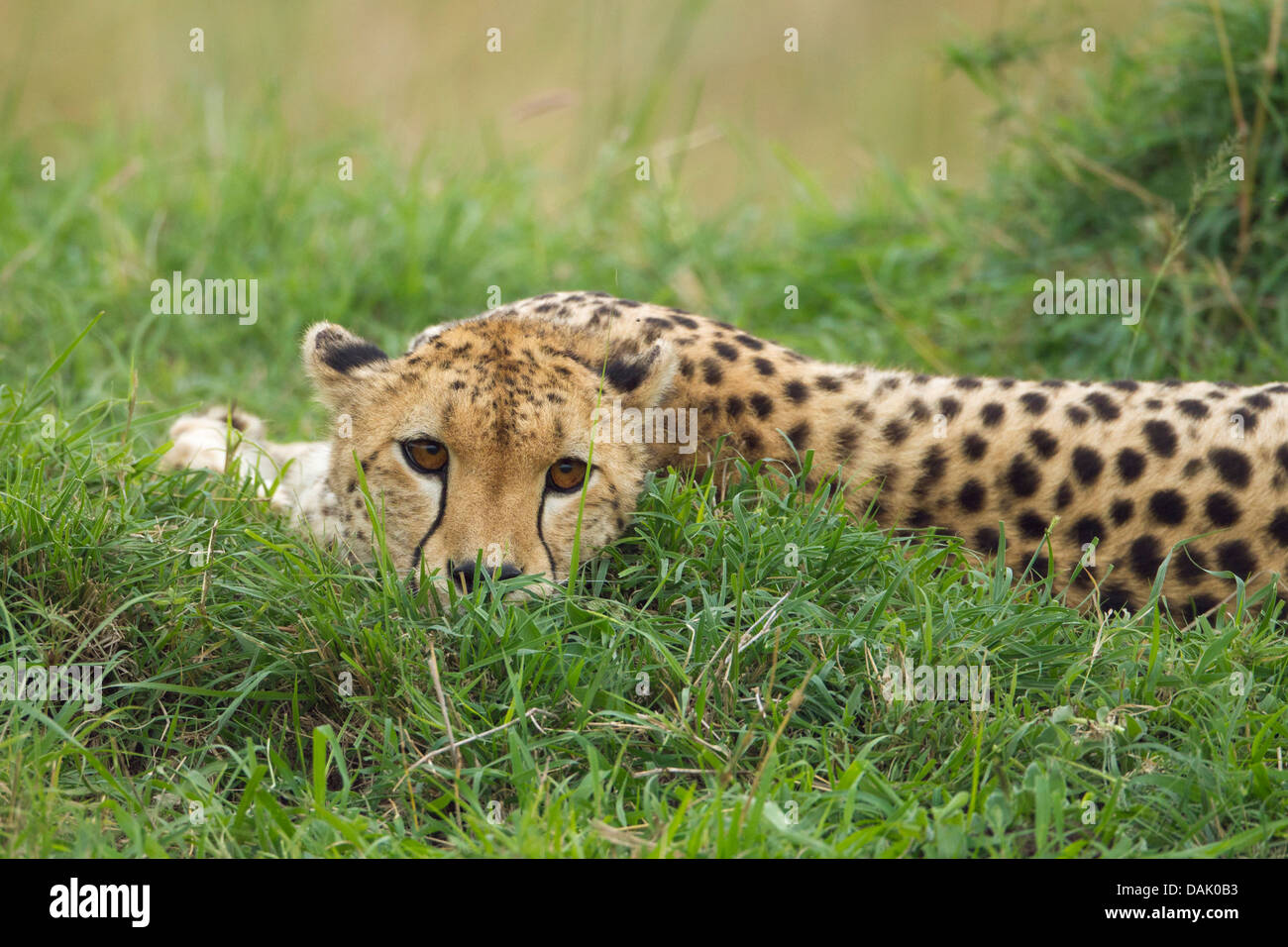 Gepard (Acinonyx Jubatus) lauern in der Wiese Stockfoto