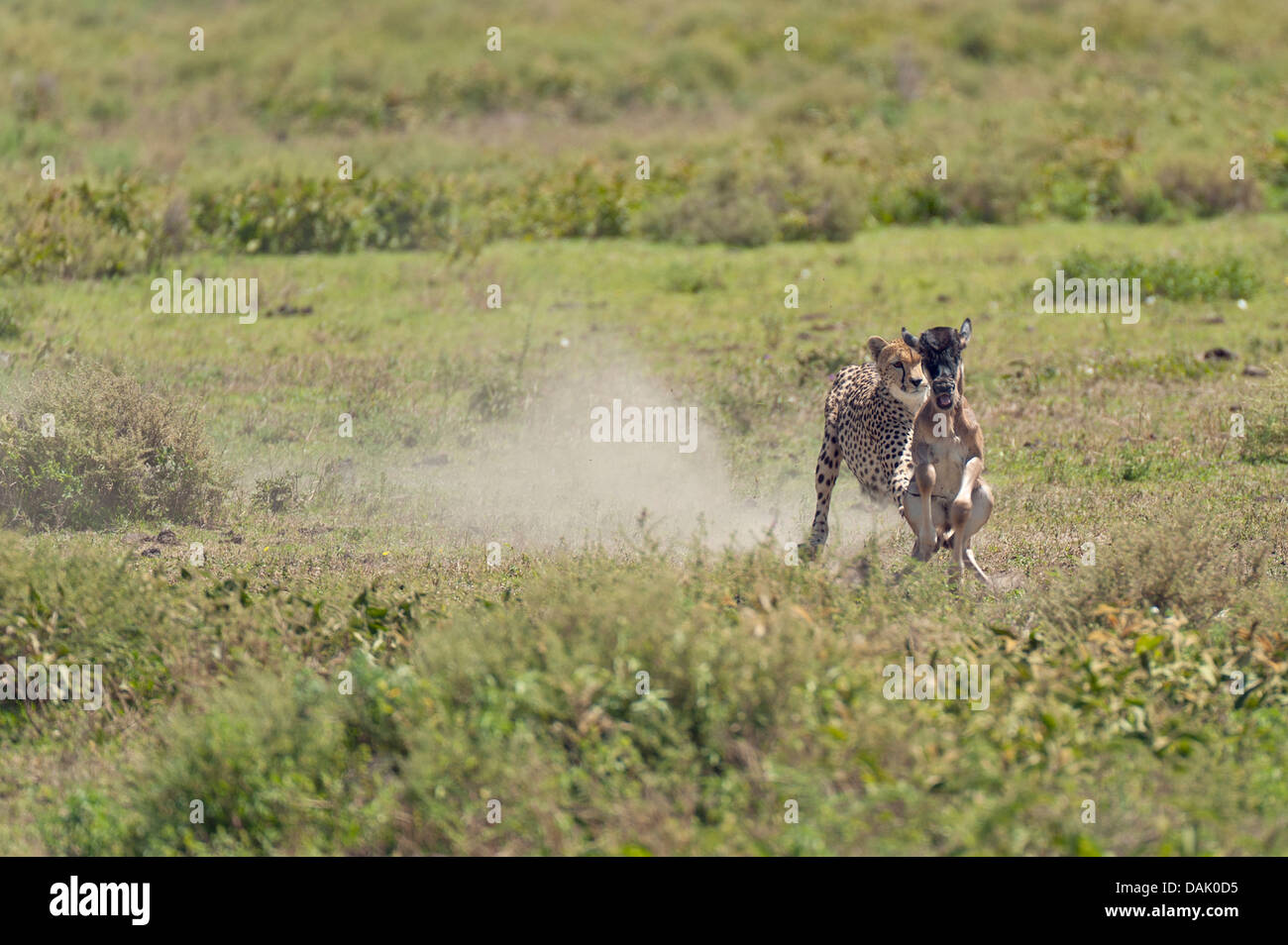 Gepard (Acinonyx Jubatus) jagt eine Kalb Gnus (Connochaetes Taurinus) Stockfoto