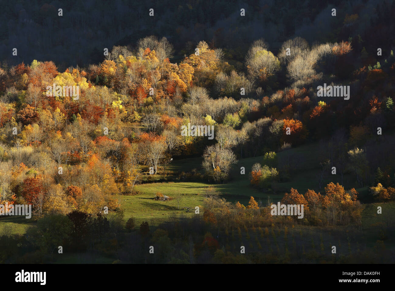 Mischwald im Herbst, Frankreich, Aiguilles d'Arves Stockfoto