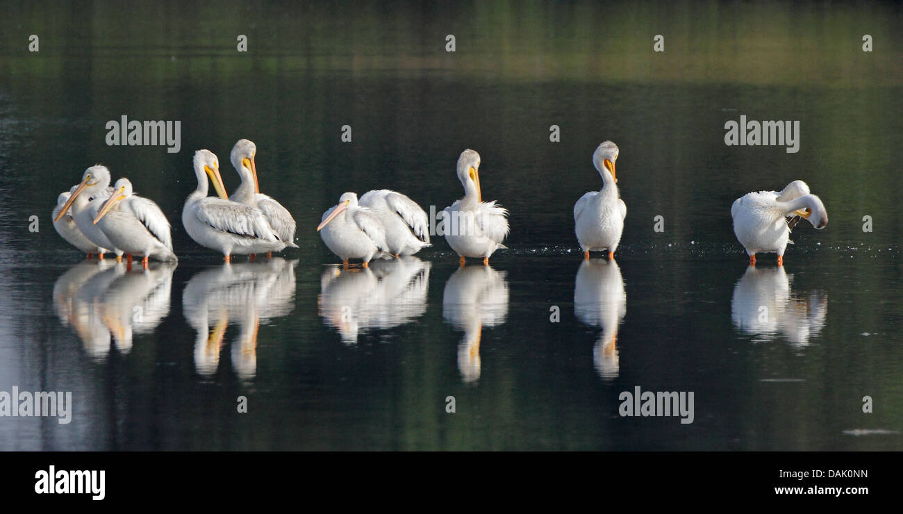 Amerikanische weiße Pelikane im seichten Wasser putzen Stockfoto