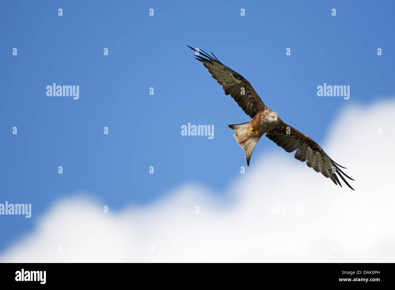 Rotmilan (Milvus Milvus), fliegen, Belgien Stockfoto