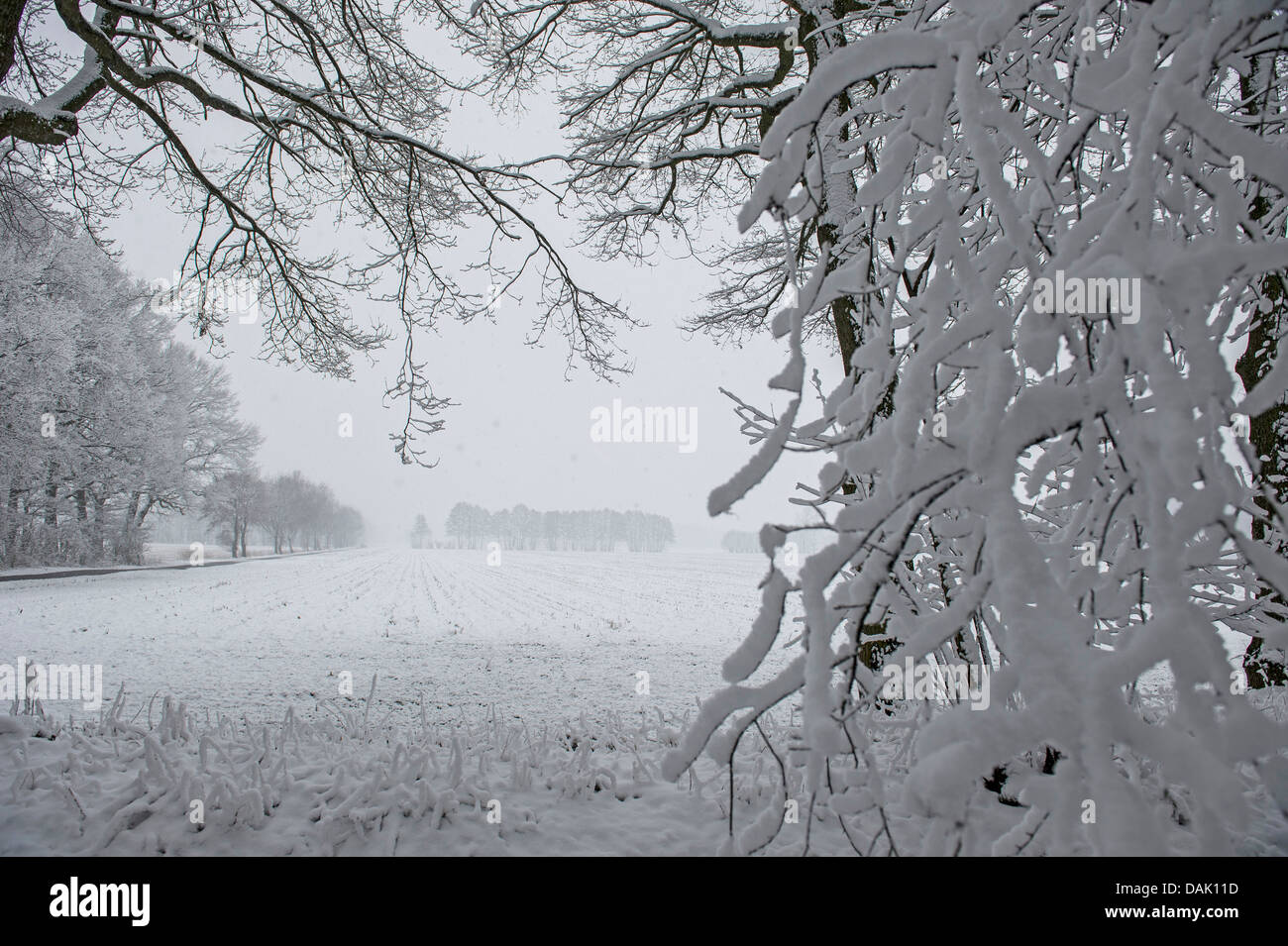 schneebedeckten Feld, Bäume und Street, Deutschland, Nordrhein-Westfalen Stockfoto