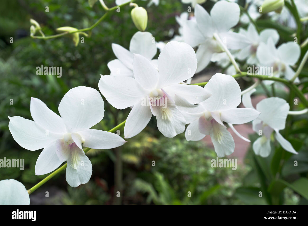 Dh National Orchid Garden ORCHIDEEN ASIEN Memoria Prinzessin Diana Singapur Botanischen Gärten weiße Blume Nahaufnahme Stockfoto