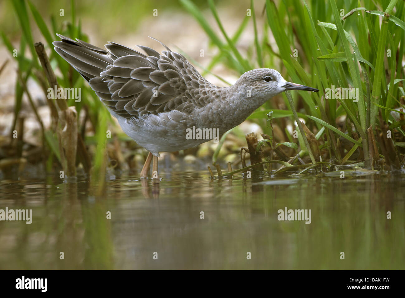 Kampfläufer (Philomachus Pugnax), mit Winterkleid, Niederlande Stockfoto