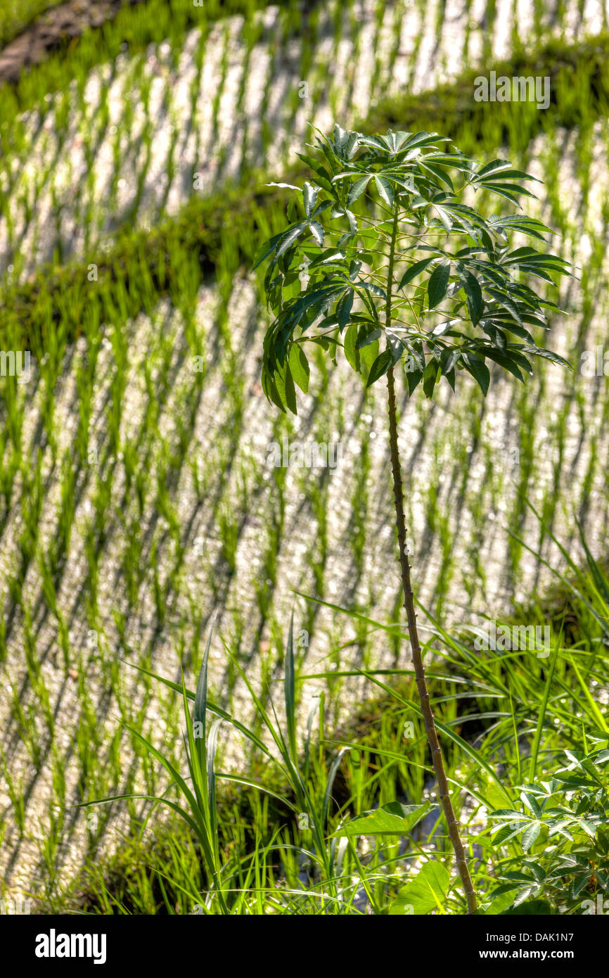 Indonesien, Blick auf Reisfelder am Mount Abang Stockfoto