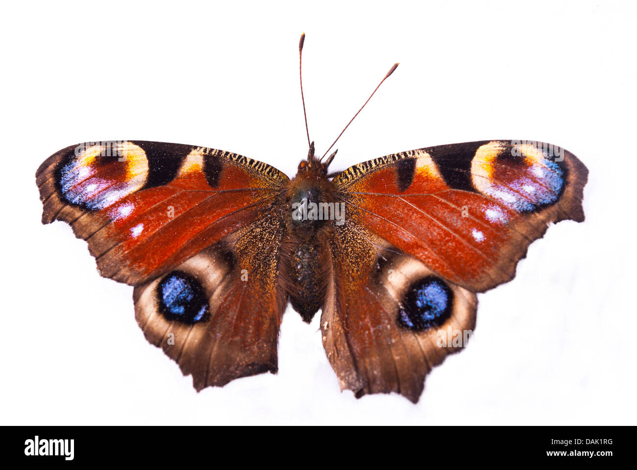 Der Schmetterling Pfau Stockfoto
