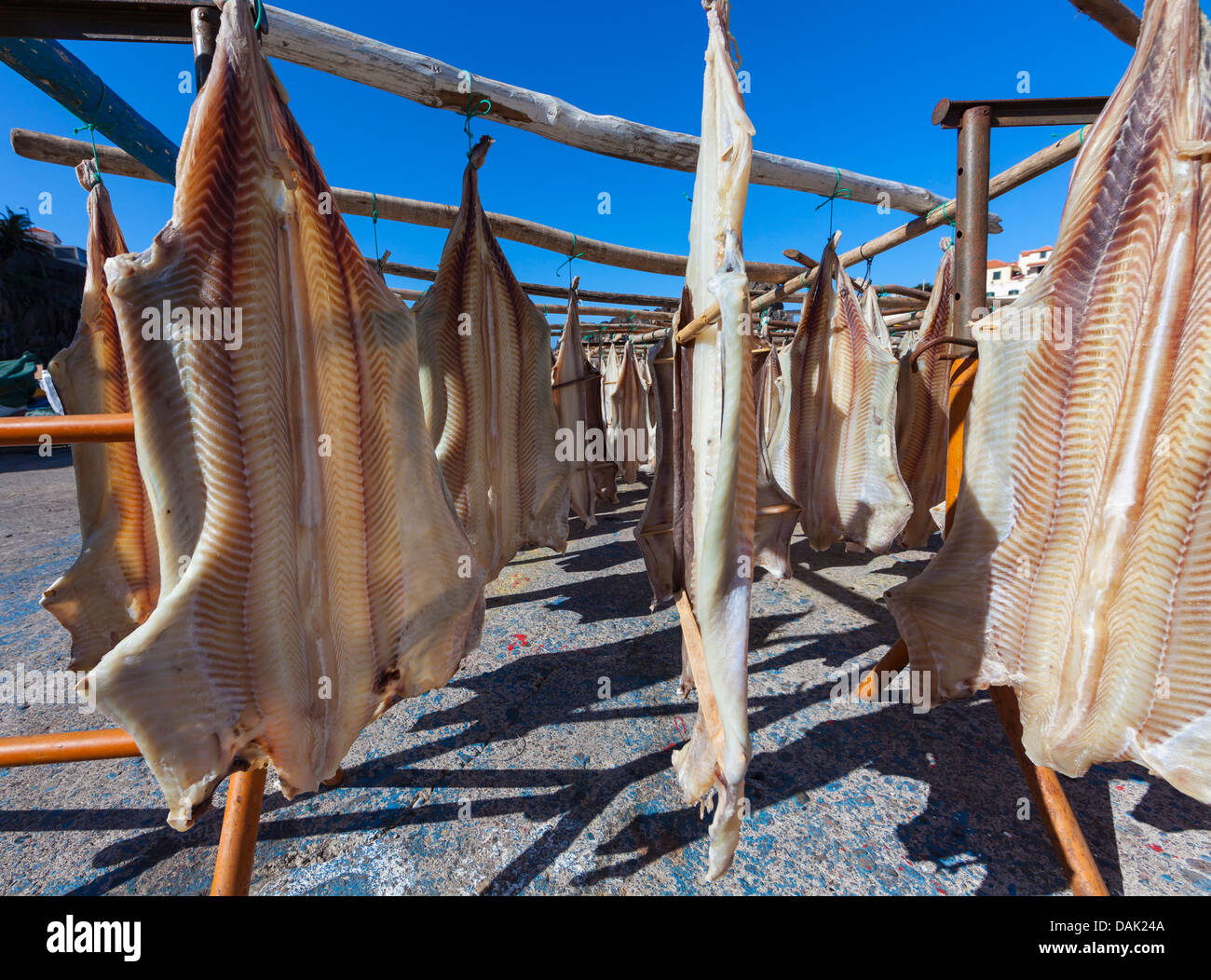 Portugal, Stockfisch zum Trocknen in Camara de Lobos in der Nähe von ...