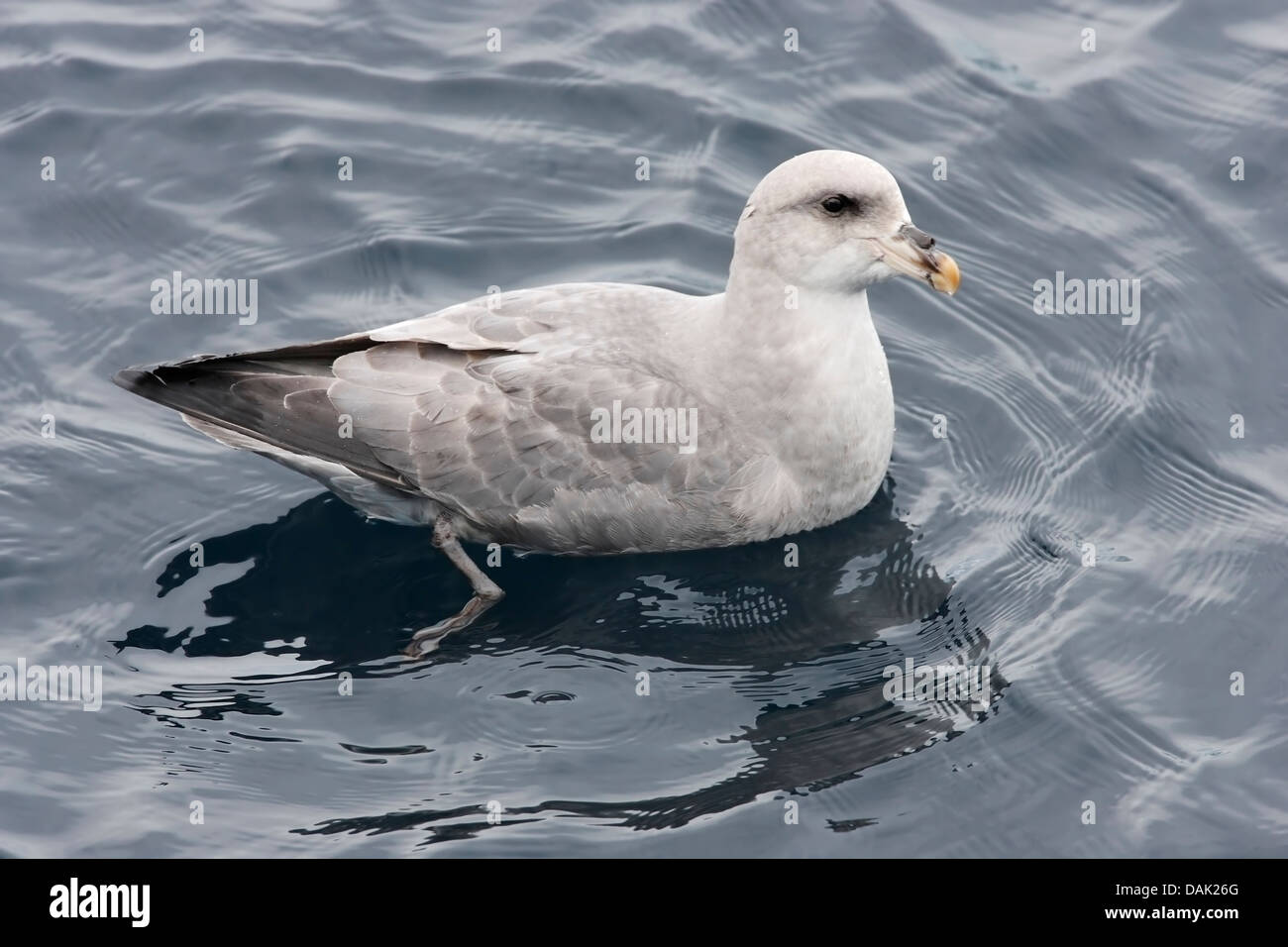 nördlichen Fulmar (Fulmarus Cyclopoida), blaue Erwachsenphase, Schwimmen im Meer, Spitzbergen, Svalbard, Norwegen, Arctic Stockfoto