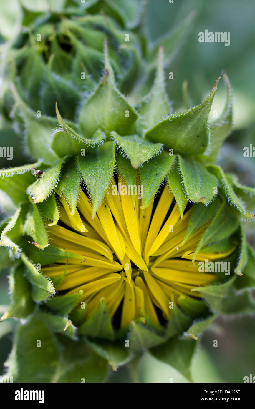 Gartenarbeit im städtischen Gemeinschaft Gemeinschaft. Stockfoto