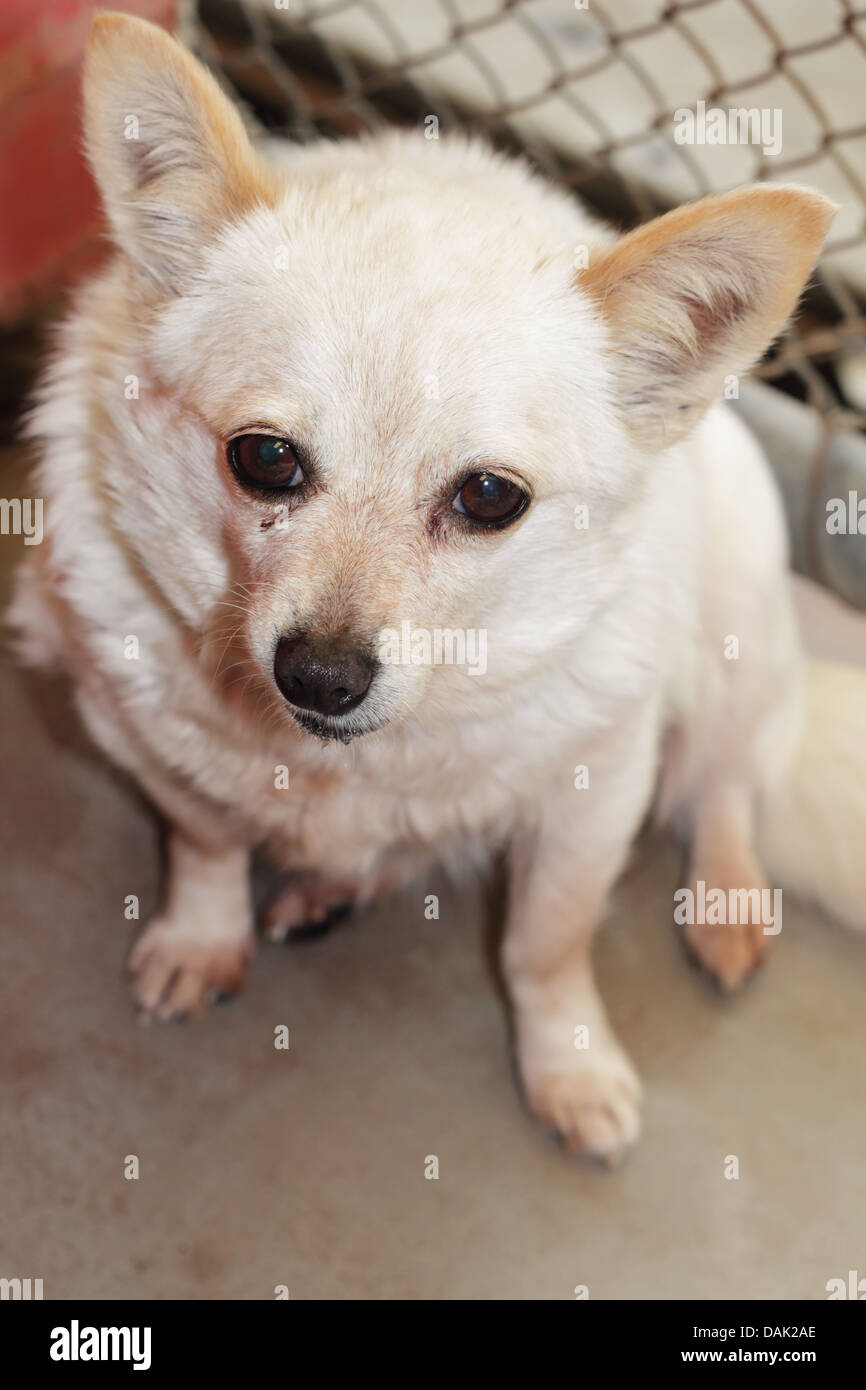 Chihuahua im Tierheim Zentrum aufgegeben Stockfoto