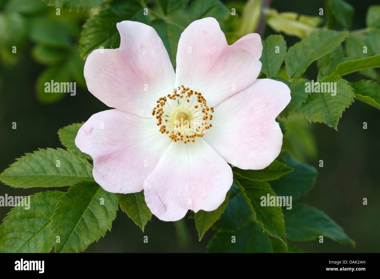 Hundsrose (Rosa Canina) Blume, Norfolk, England, Vereinigtes Königreich, Europa Stockfoto
