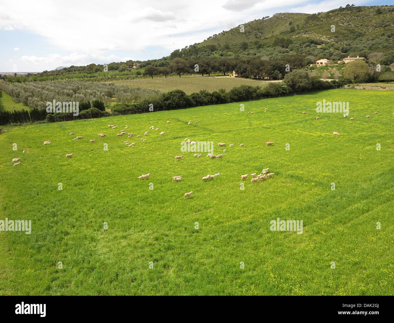 Weide mit einer Schafherde, Spanien, Balearen, Mallorca Stockfoto