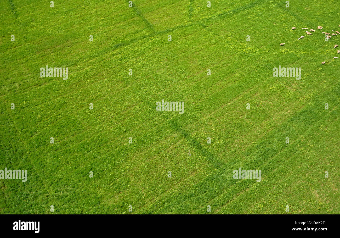 grüne Weide mit einer Schafherde, Spanien, Balearen, Mallorca Stockfoto