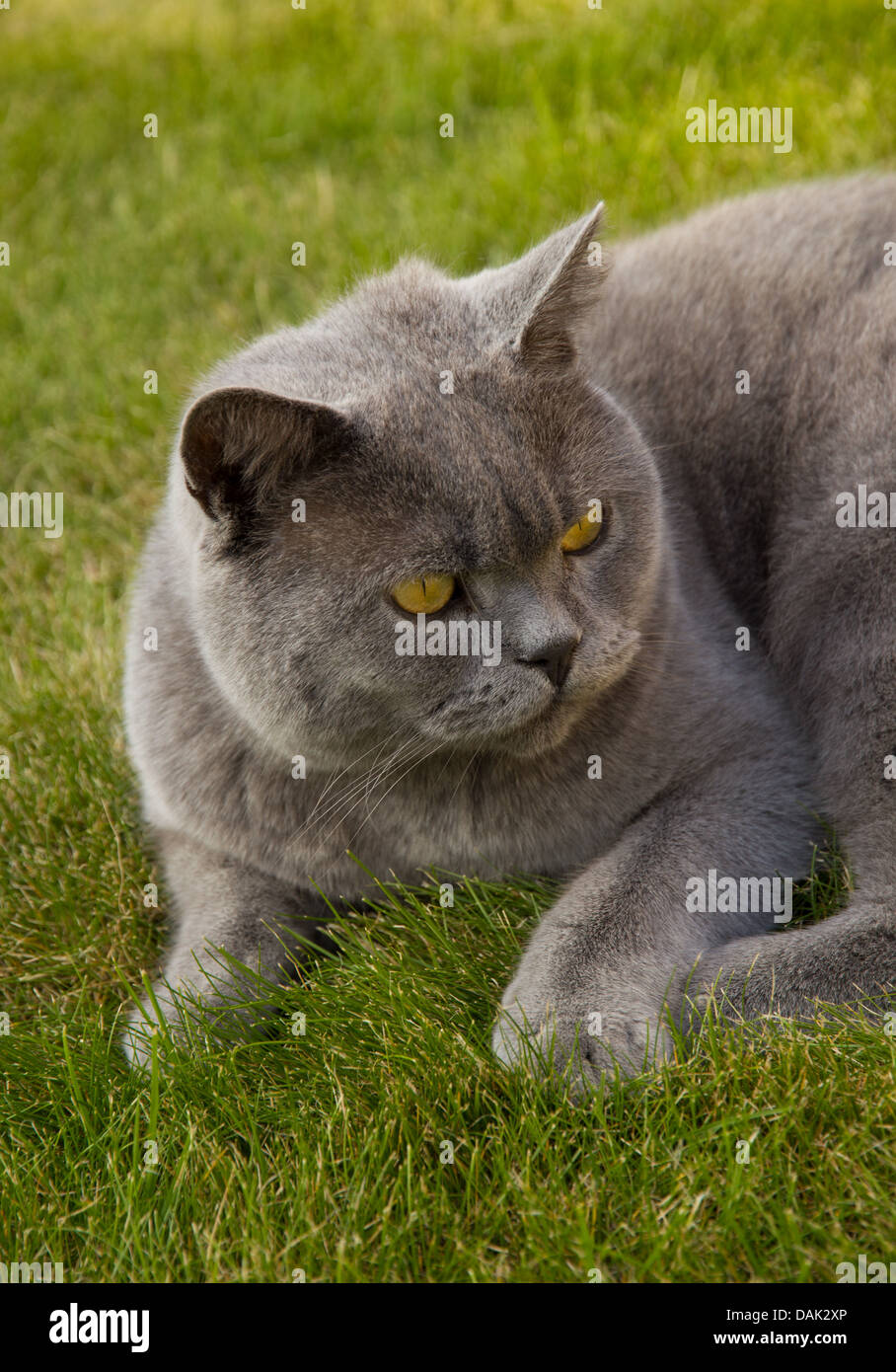 Britische blaue Kater auf dem Rasen liegend Stockfoto Britische blaue Kater auf dem Rasen liegend Stockfoto
