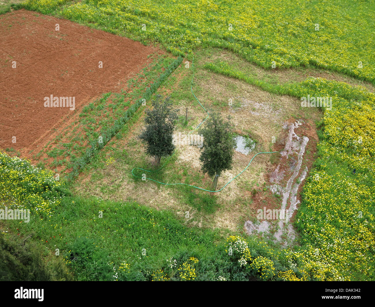 Crown Daisy, Garland Chrysantheme (Chrysanthemum Coronarium), Luftaufnahme der Kulturlandschaft mit bewässerten Felder und Oliven, Spanien, Balearen, Mallorca Stockfoto