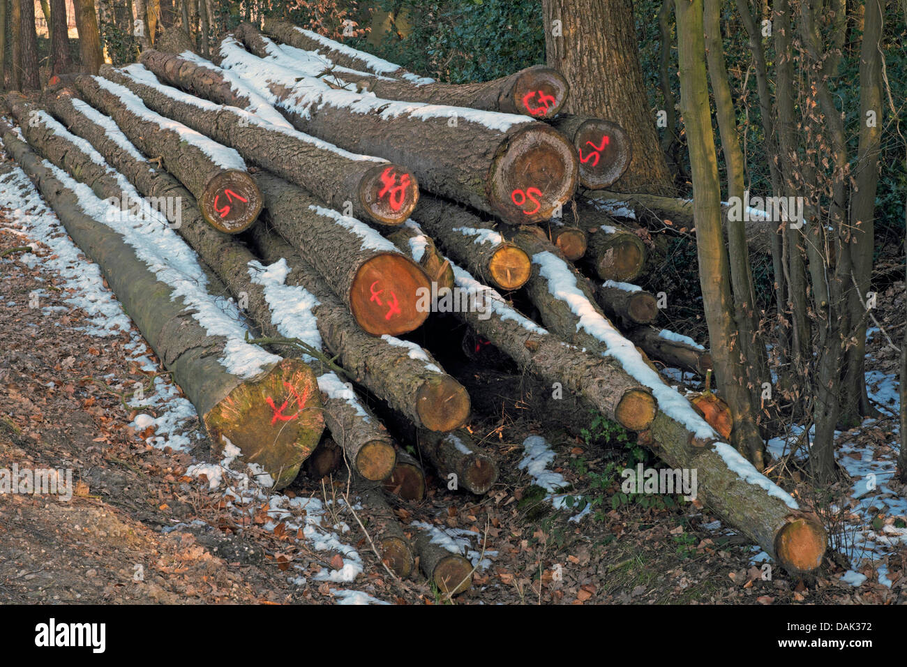 gespeicherte und markierten getrimmte Bauhölzer am Waldrand, Deutschland Stockfoto