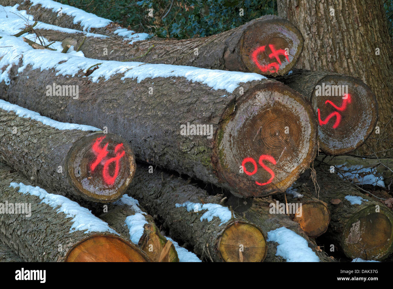 gespeicherte und markierten getrimmte Bauhölzer am Waldrand, Deutschland Stockfoto