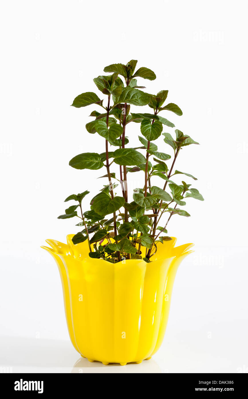 Topfpflanze Mentha Piperita auf weißem Hintergrund, Nahaufnahme Stockfoto