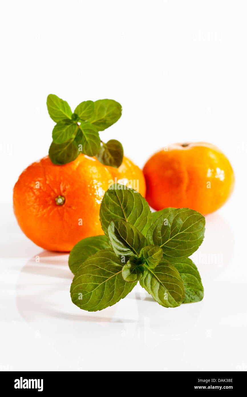 Mentha Piperita mit Orangen auf weißem Hintergrund, Nahaufnahme Stockfoto