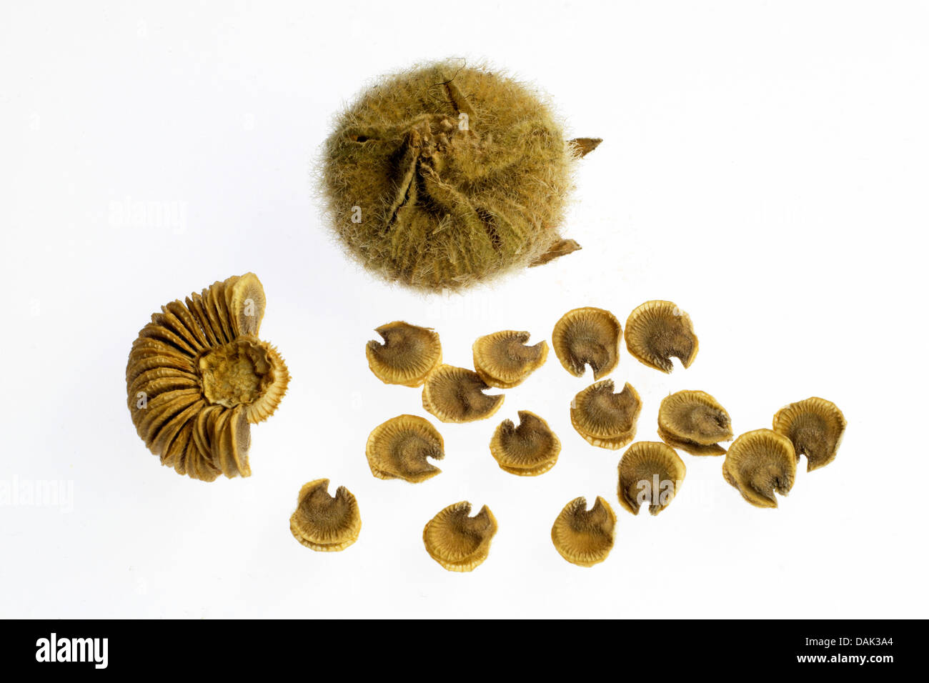 Holly Hock, Stockrose (Alcea Rosea, Althaia Rosea), Früchte mit Samen öffnen Stockfoto