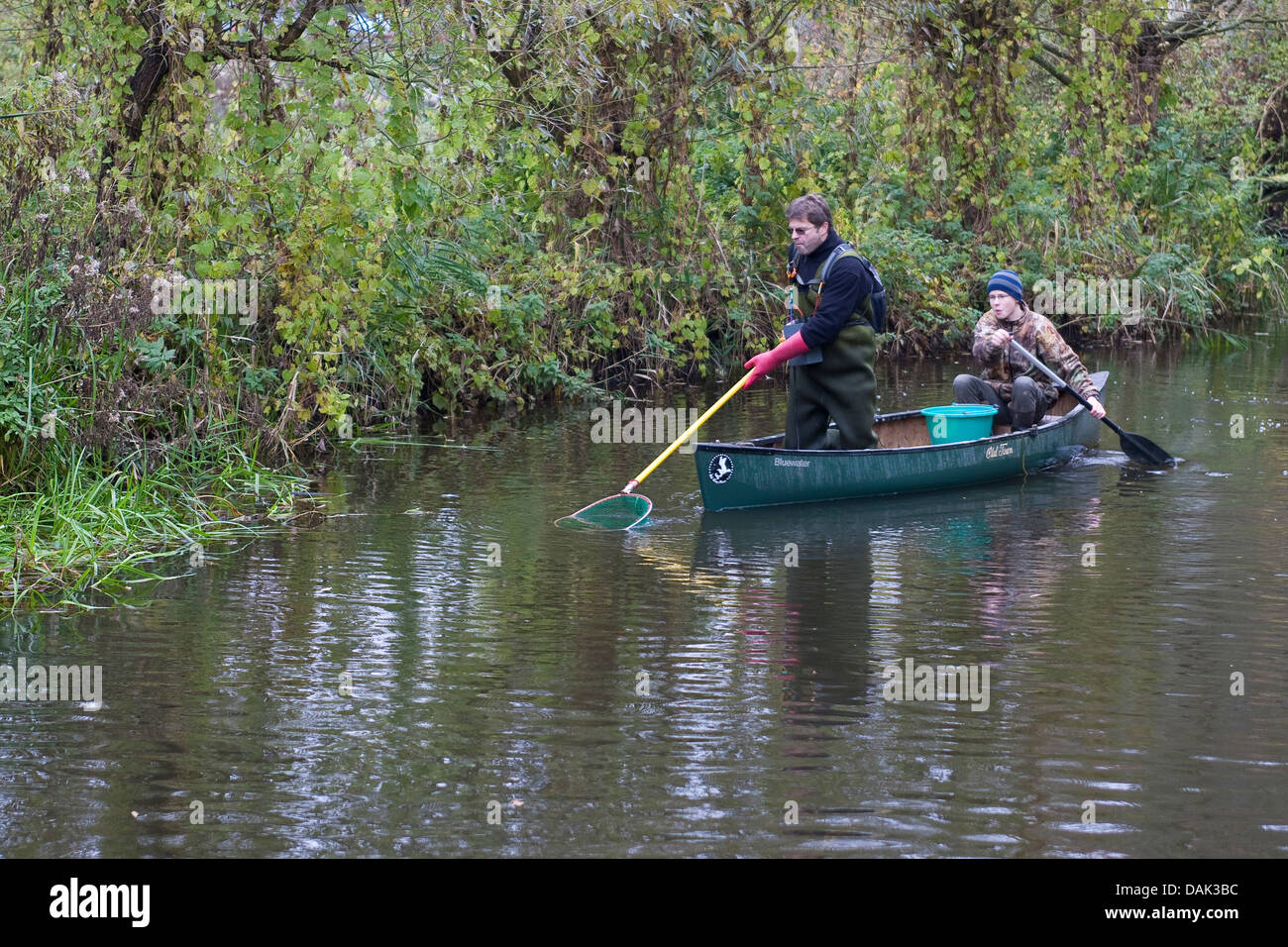 Elektrobefischung in einem Bach zu Forschungszwecken, Deutschland Stockfoto