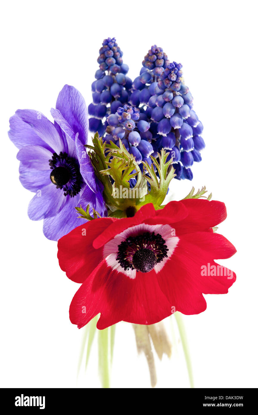 Mohn Anemone Blumen und Trauben Hyazinthe vor weißem Hintergrund, Nahaufnahme Stockfoto