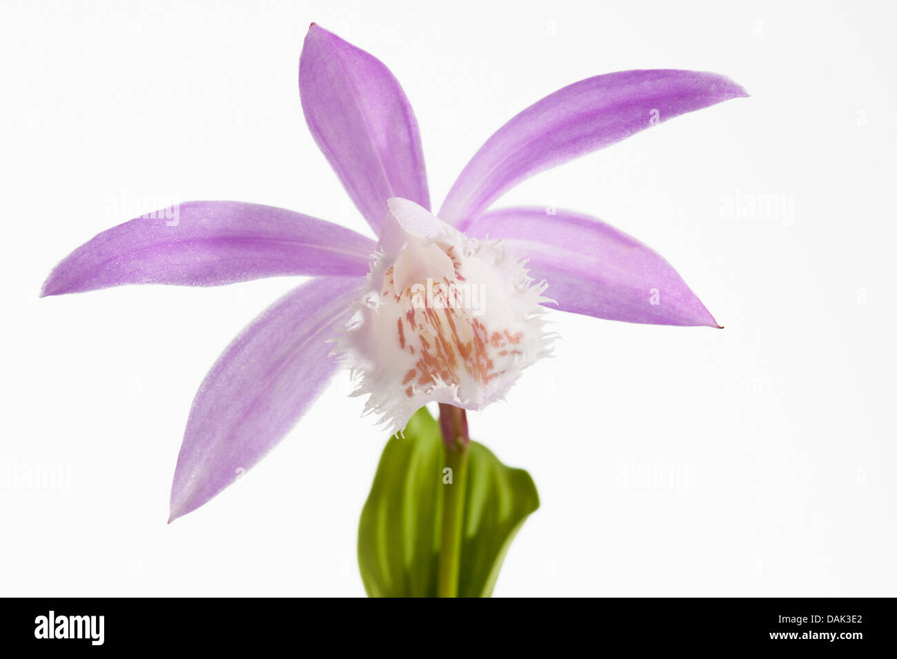 Taiwan Pleione vor weißem Hintergrund, Nahaufnahme Stockfoto