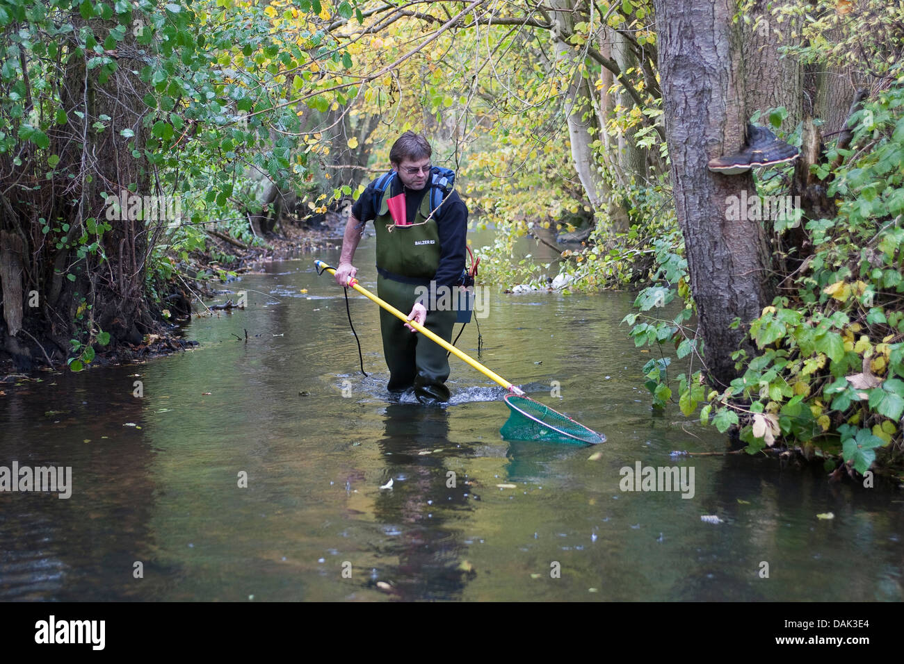 Elektrobefischung in einem Bach zu Forschungszwecken, Deutschland Stockfoto