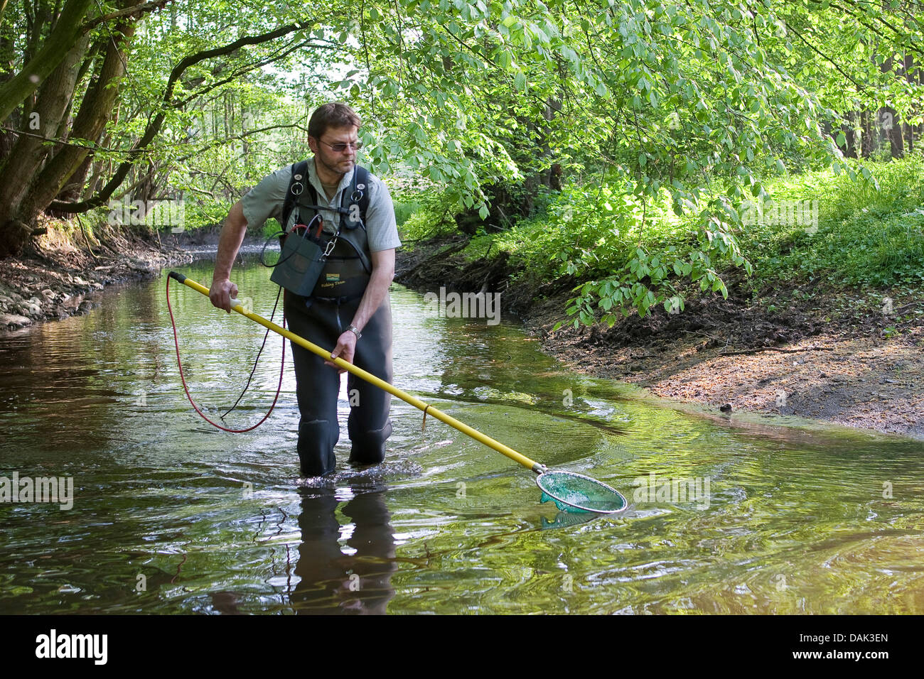 Elektrobefischung in einem Bach zu Forschungszwecken, Deutschland Stockfoto