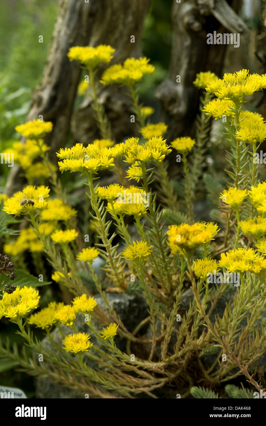 zurückgebogen, Mauerpfeffer, Stein indigen, krumme gelbe Fetthenne, Jennys Fetthenne (Sedum Rupestre, Sedum Reflexum), blühen, Deutschland Stockfoto