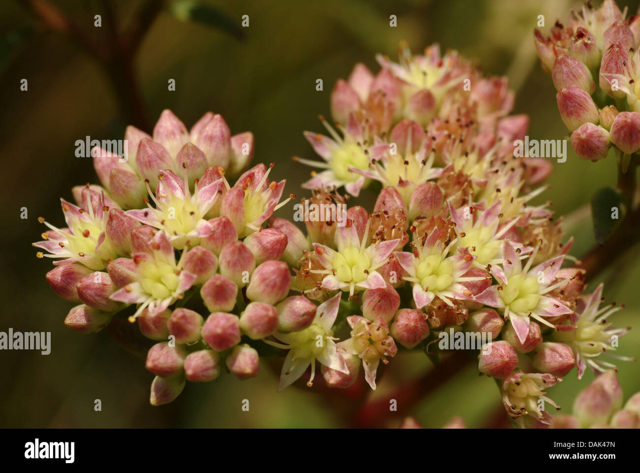 indigen Fetthenne, Garten Fetthenne, Liveforever Fetthenne (Sedum