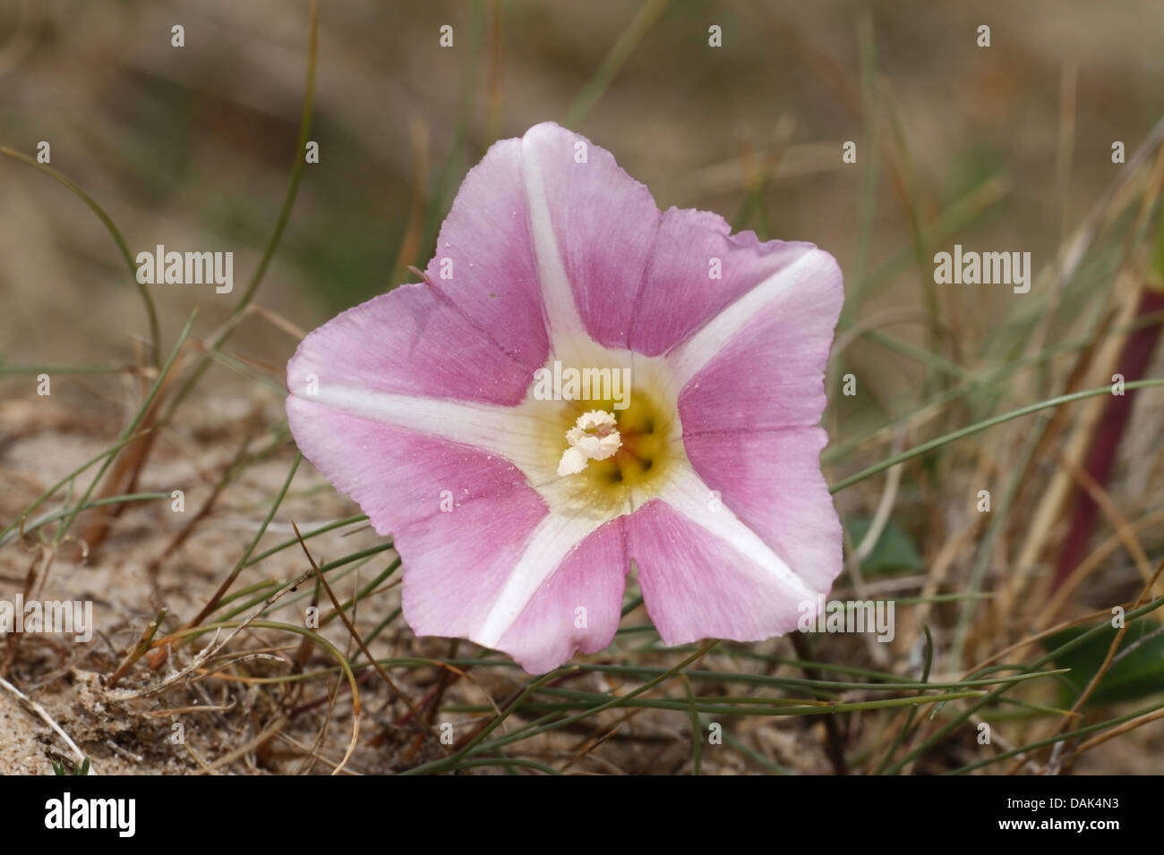 Meer Ackerwinde (Calystegia Soldanella) Blume in Sanddüne Lebensraum, Norfolk, England, Vereinigtes Königreich, Europa Stockfoto