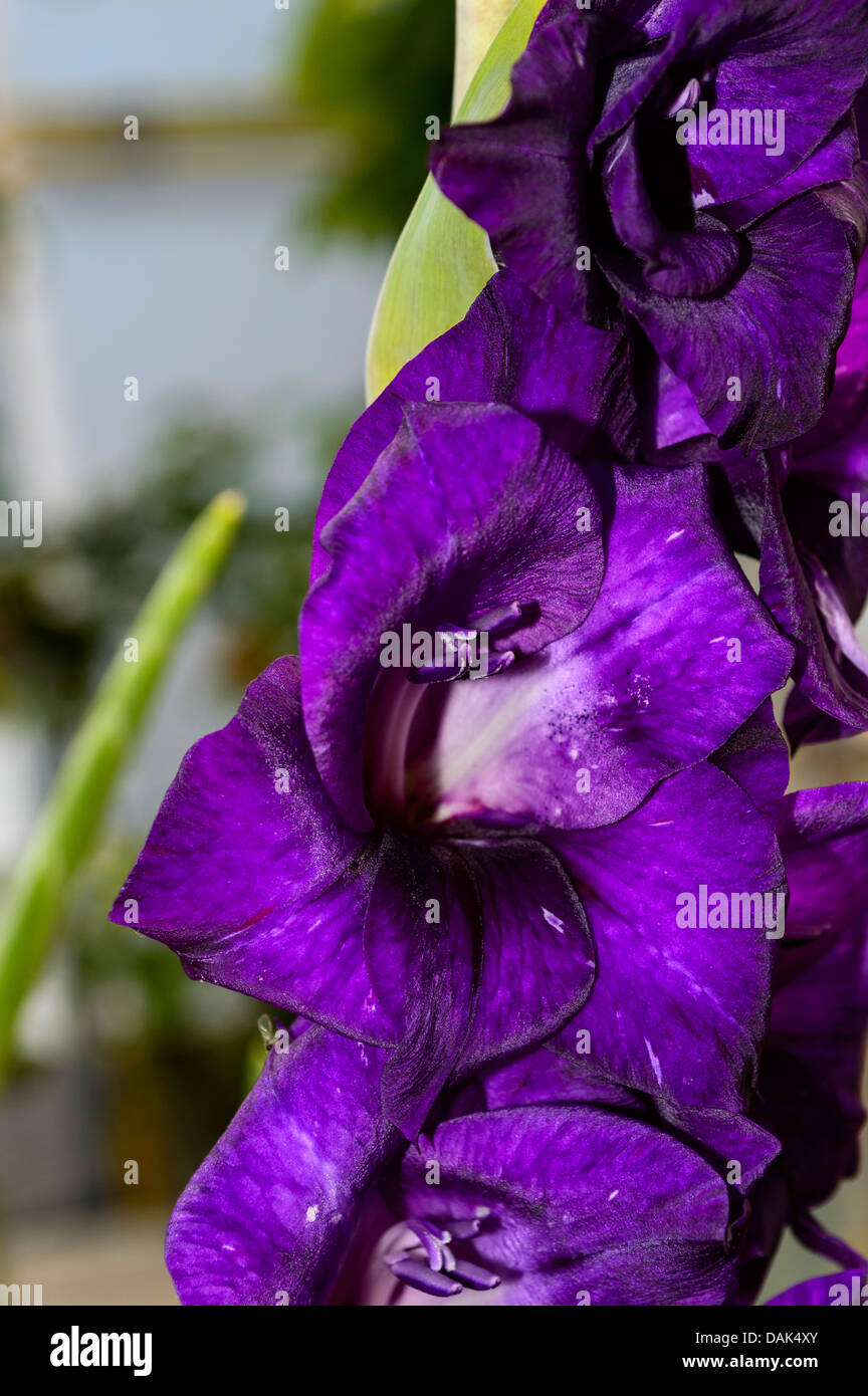 Violette Gladiolen im Garten Stockfoto