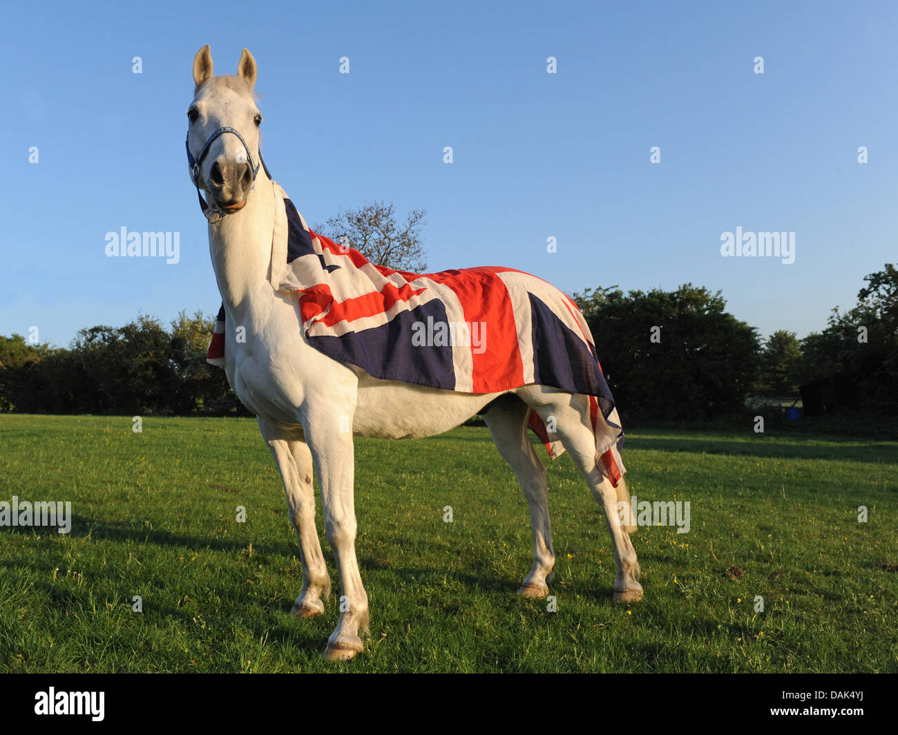 Ein weißes Pferd trägt eine Vintage Union Jack-Flagge. Stockfoto