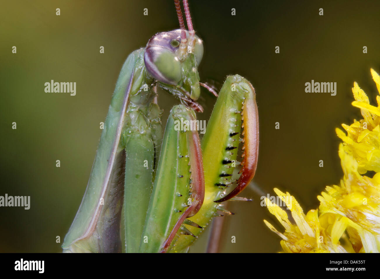 Europäische Jagd Gottesanbeterin (Mantis Religiosa), männliche Jagd Lage, Italien Stockfoto