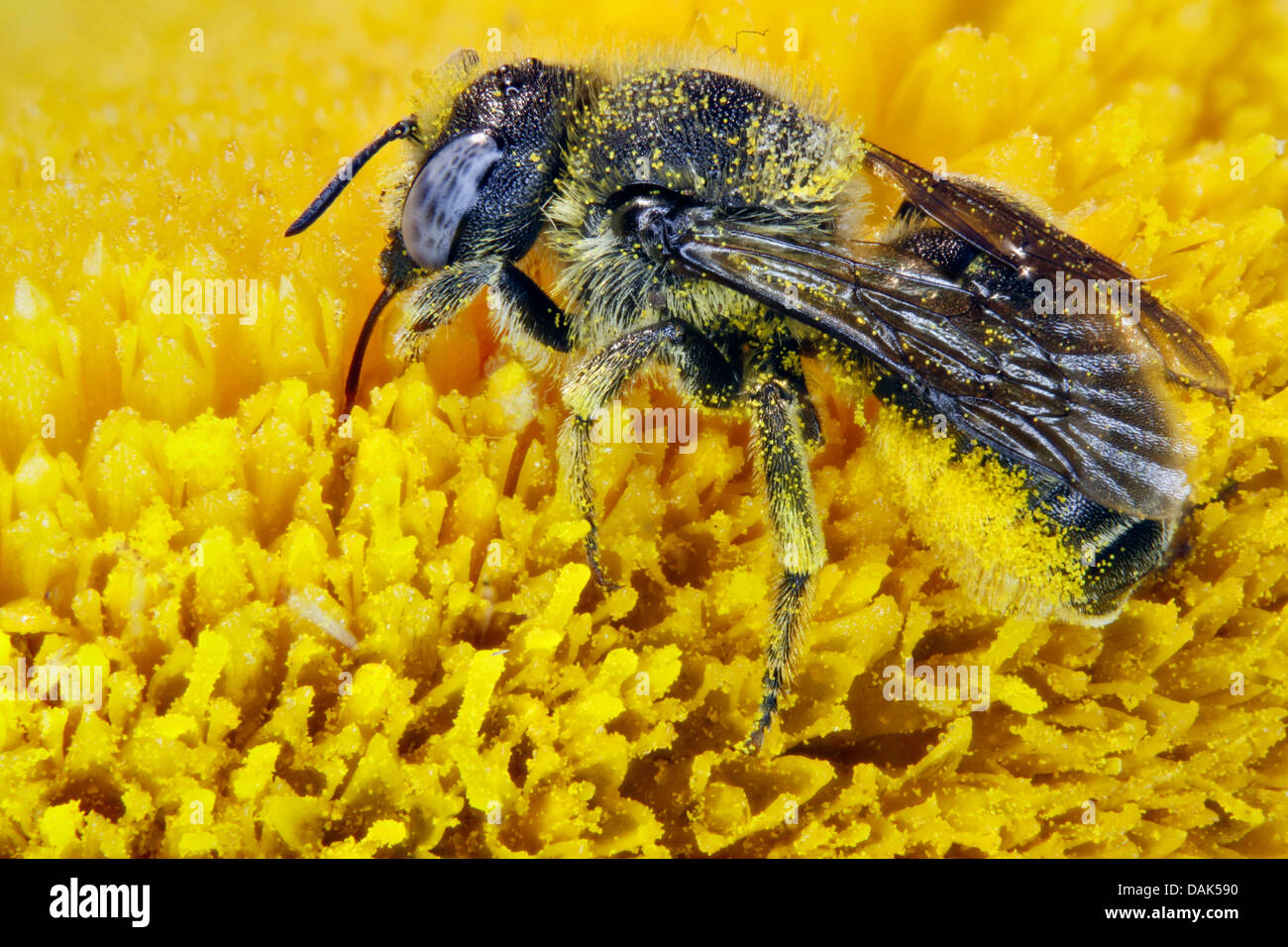 Mauerbienen, Blattschneiderameise Bienen (Megachilidae), Mauerbiene auf Telecia Blume, Deutschland, Mecklenburg-Vorpommern Stockfoto