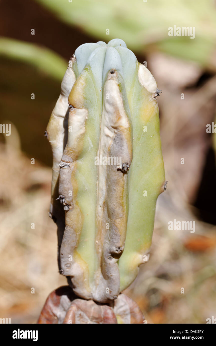 Kaktus, Cereus hildmannianus Stockfoto