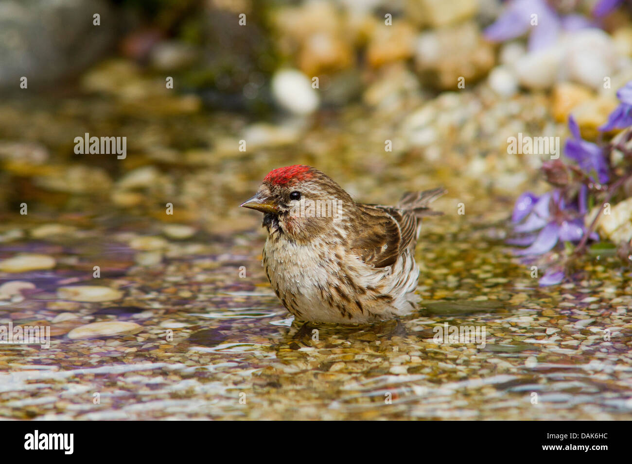 Redpoll, gemeinsame Redpoll (Zuchtjahr Flammea, Acanthis Flammea), Weiblich, Baden, Deutschland, Mecklenburg-Vorpommern Stockfoto